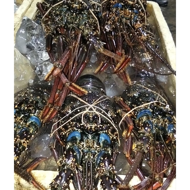 

lobster 1kg isi 1/2