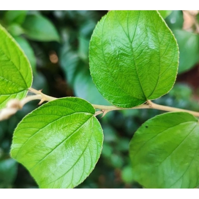 

Herbal daun Bidara arab segar pilihan petik langsung