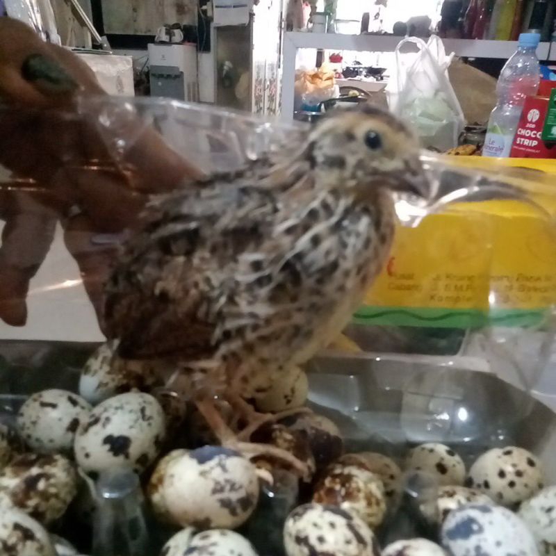 

telur puyuh segar ,dari kebun sendiri 20 butir