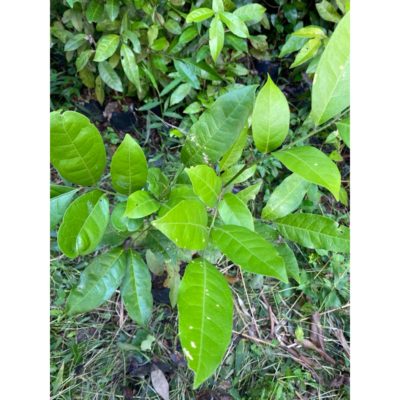 Bibit Pohon Cendana - Tanaman Cendana - Pohon Kayu Cendana Wangi