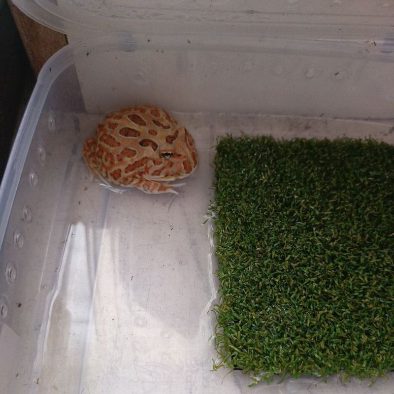 kodok pacman-strawbery