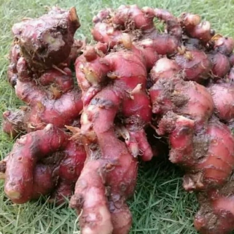 

jahe merah/500g