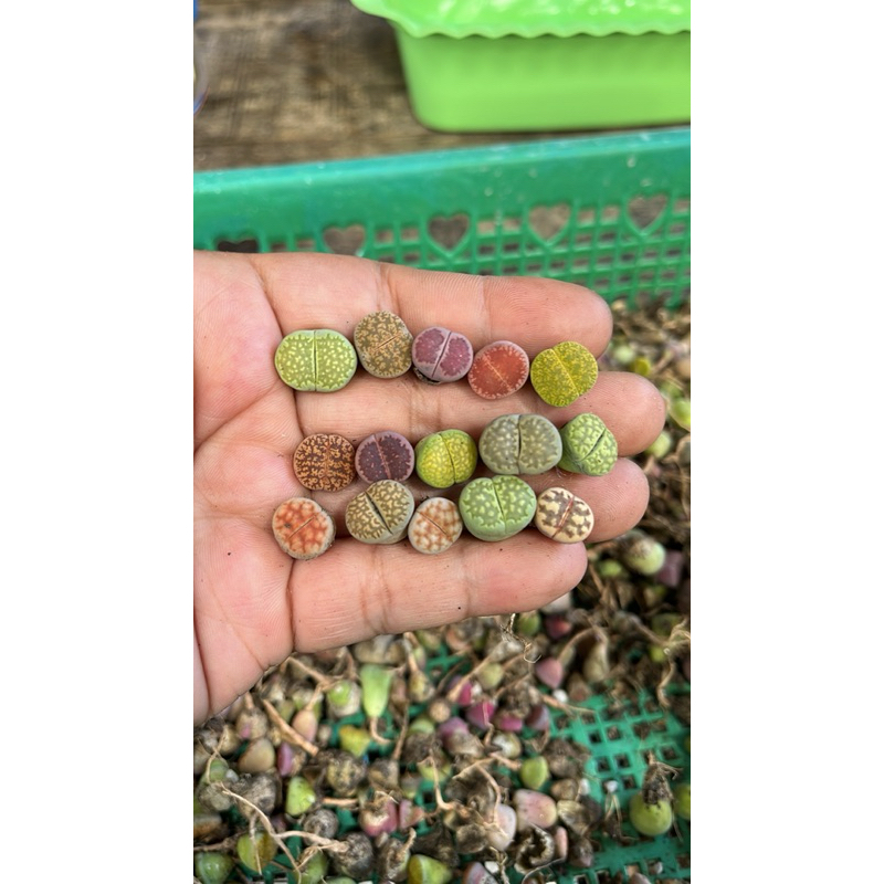 lithops mini