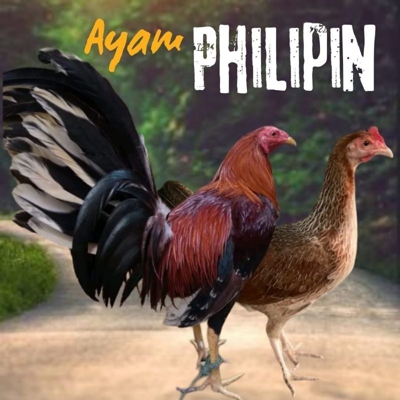 Telur Ayam Philipin Orri Fertil siap untuk ditetaskan