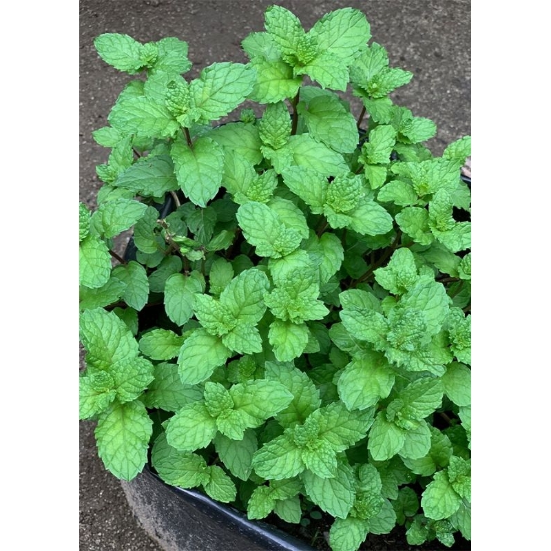 

Daun mint segar 500 gram