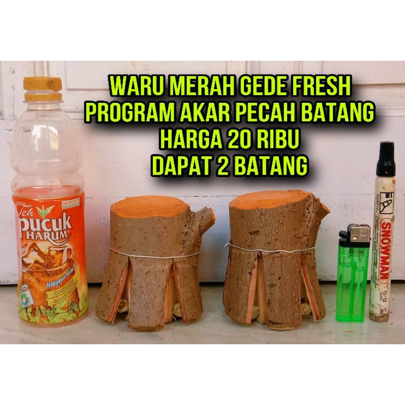 

waru merah gede fresh 20.000 dapat 2 pecah batang