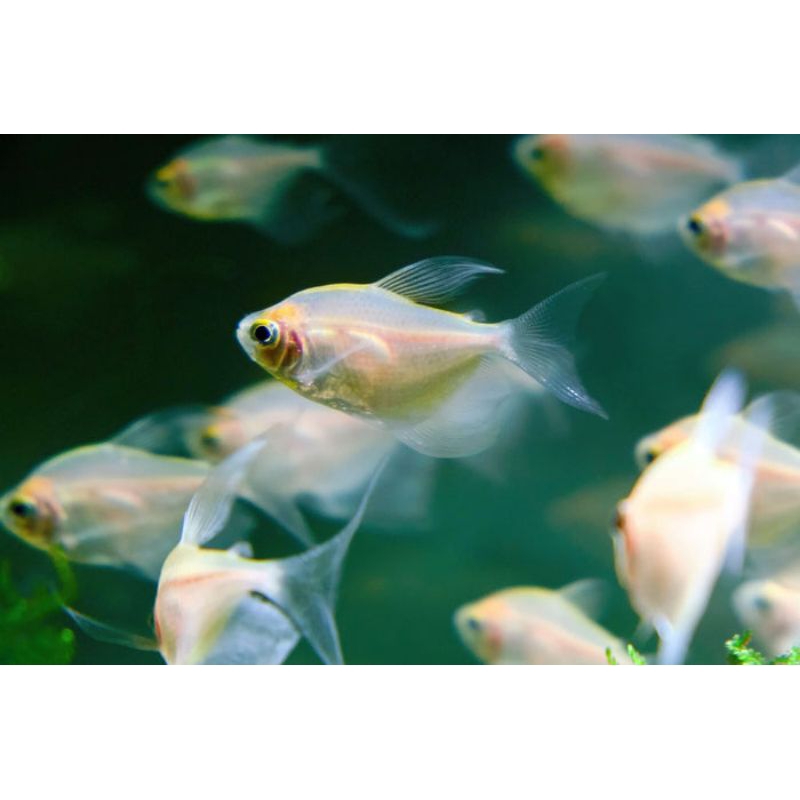 Tetra Albino /Acc hiasan Aquarium