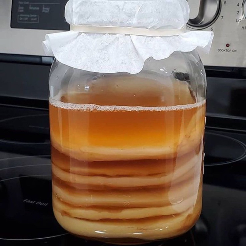 

Kombuca scoby dan starter