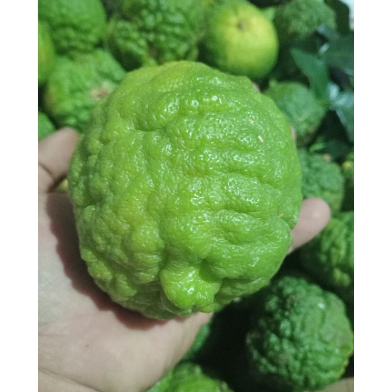 

Jeruk Purut Segar Fresh 1Kg