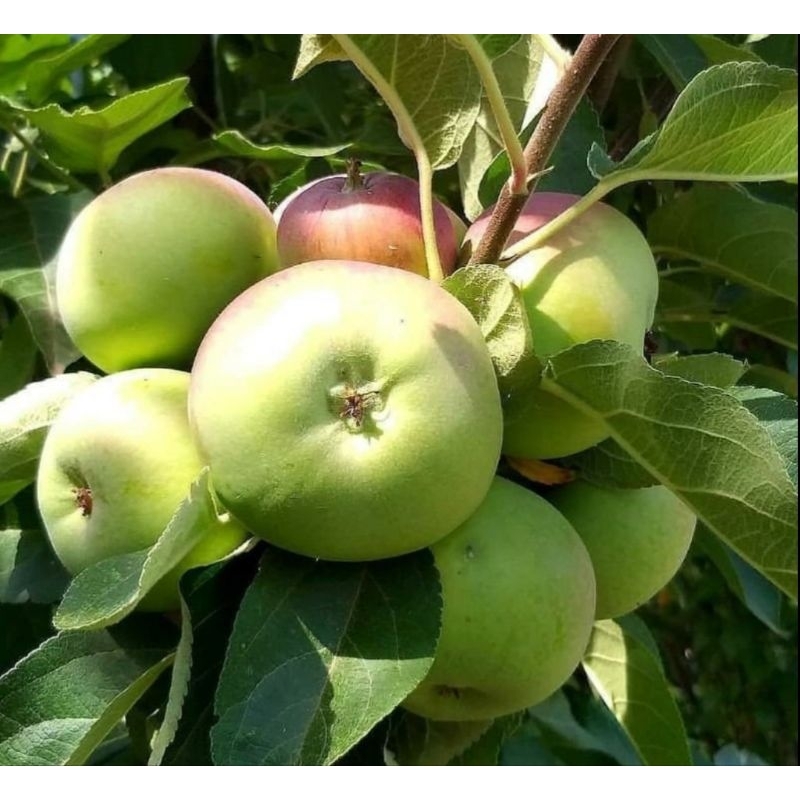 Bibit apel manalagi hijau