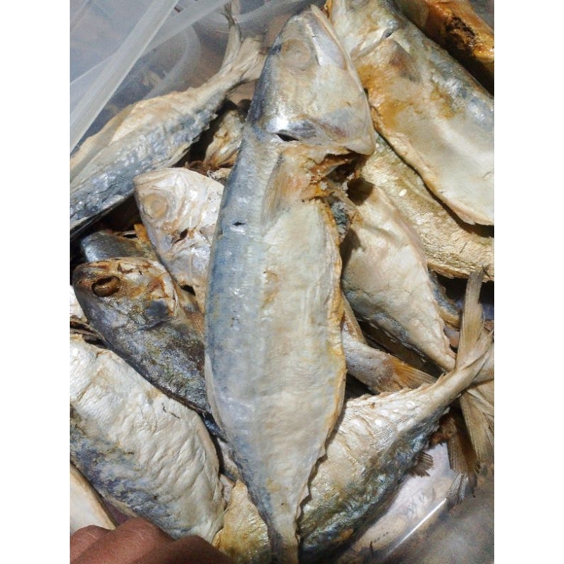 

peda putih bsr kiloan super pungkil 1kiloan