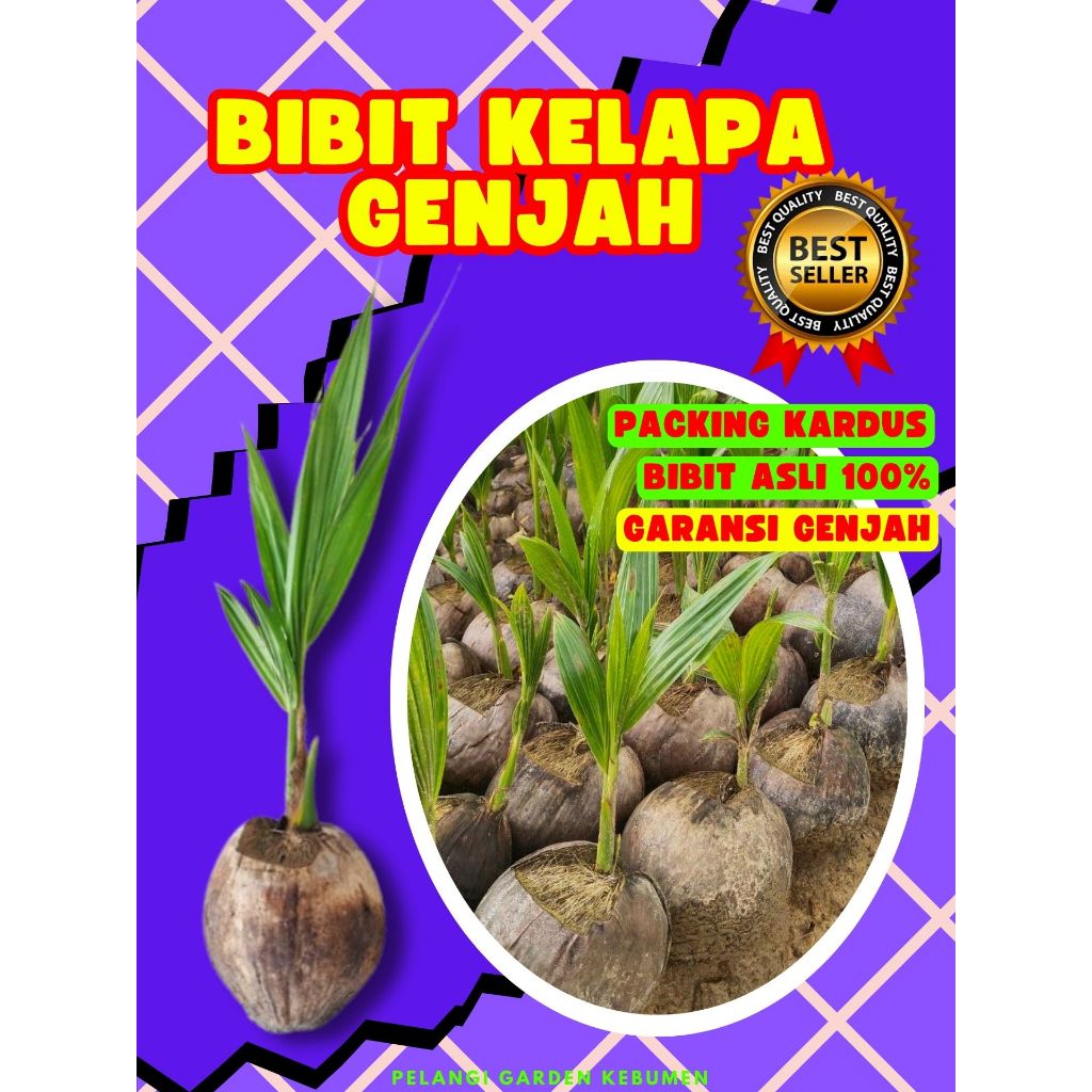 BIBIT PREMIUM.. Bibit Kelapa Kopyor Bogor, Bibit Kelapa Kopyor Besar, Bibit Kelapa Kopyor Genjah