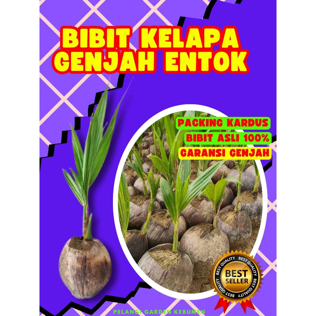 CEPAT BERBUAH.. Bibit Kelapa Kopyor Genjah, Bibit Kelapa Kopyor Genjah Pati, Bibit Kelapa Kopyor Haw