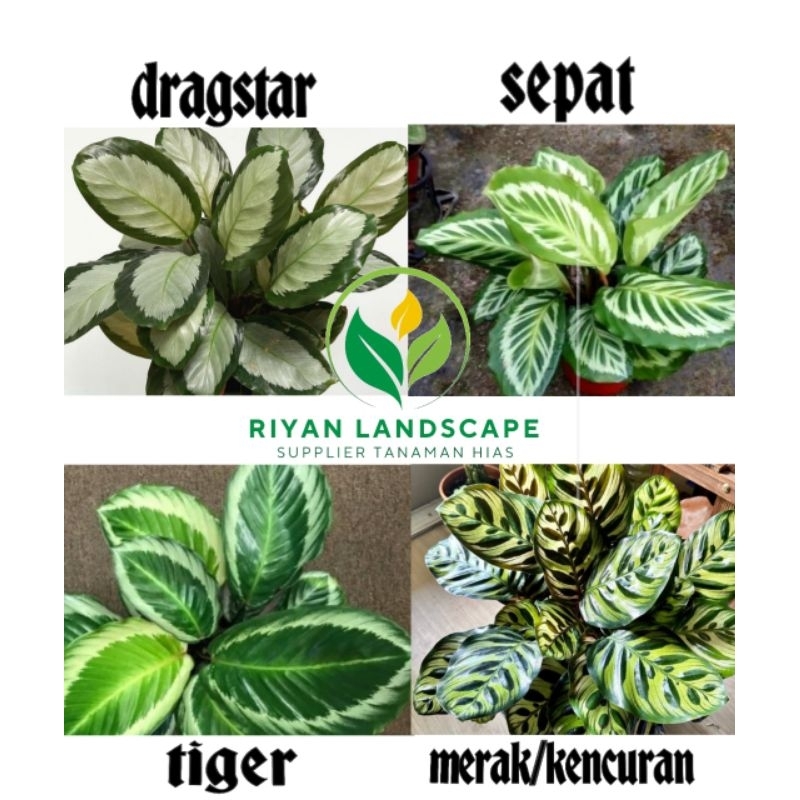 paket 4 calatea dragstar-calatea sepat-calatea silver black-calatea merak