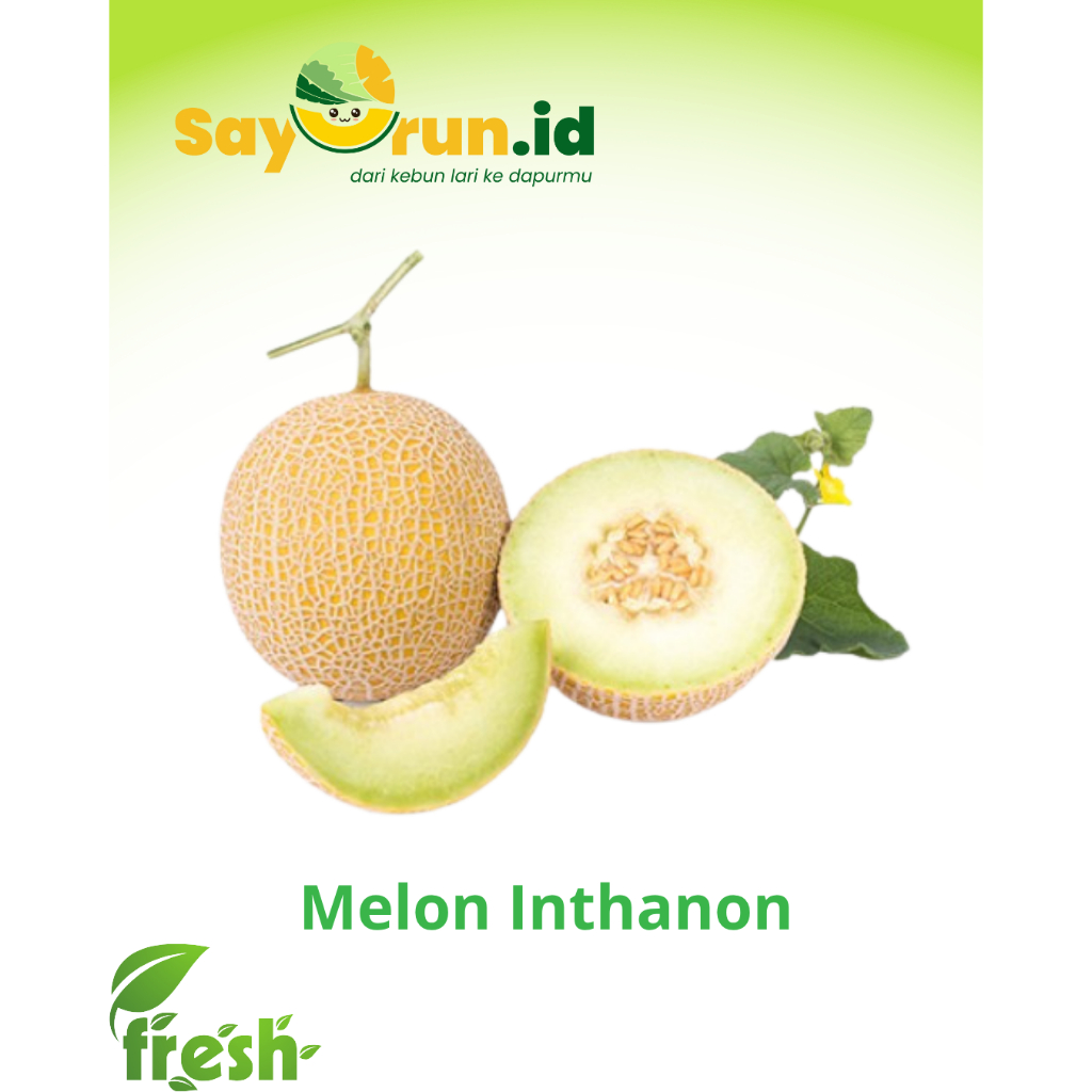 

Melon Hydrophonic Melon Inthanon