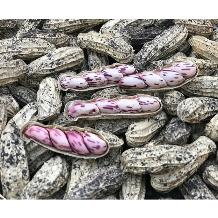 

kacang tanah mentah kulit segar 1 kg