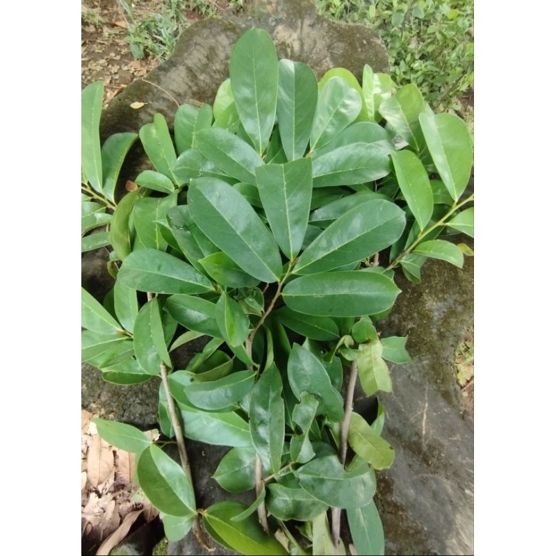 

daunsirsaksegar/fresh (200g)