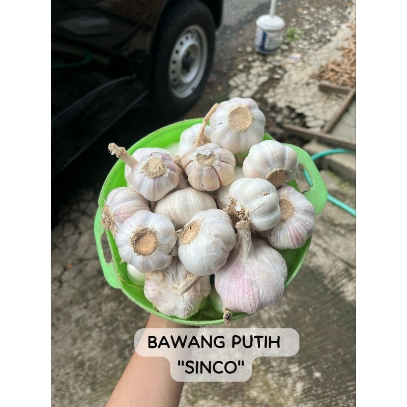 

BAWANG PUTIH SINCO MURAH!!