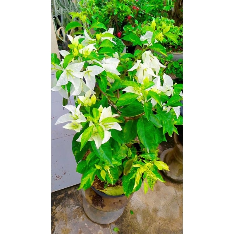 Tanaman hias Bougenville / Bunga kertas import id Putih Bangkok Varigata