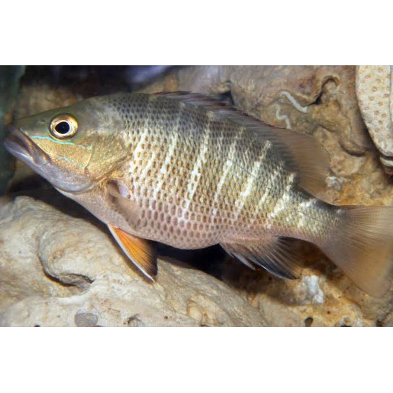 Dekorasi Hiasan Aquarium Mangrove Jack (KHUSUS INSTAN)