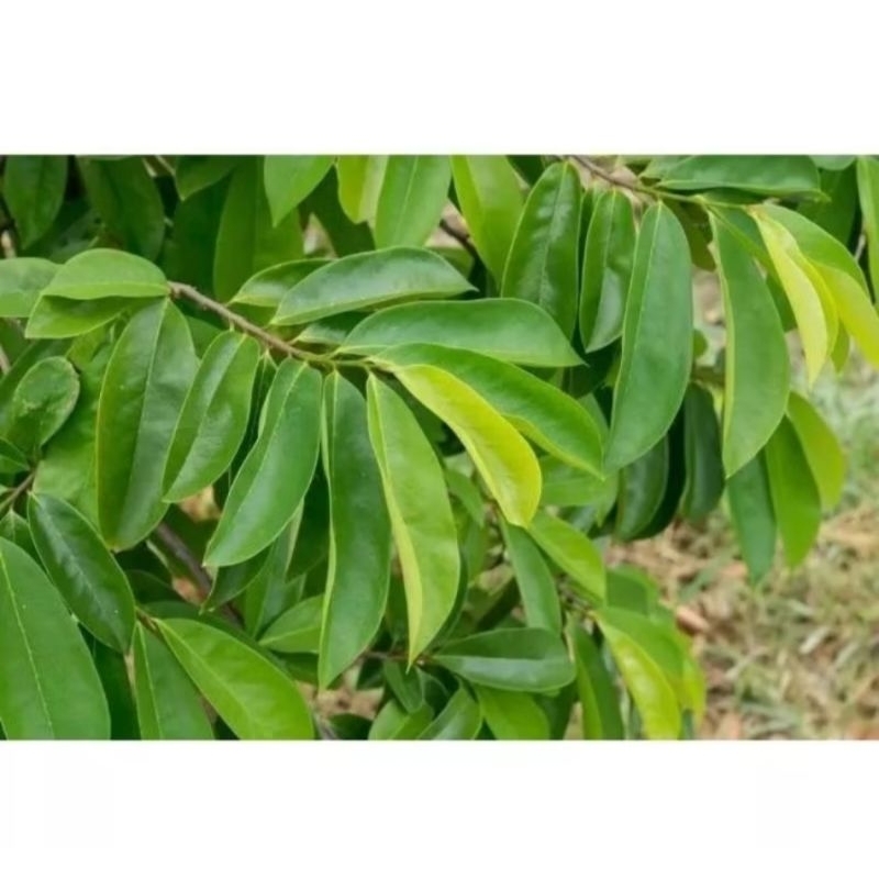 

100 Lembar Daun Sirsak Herbal Organik Segar