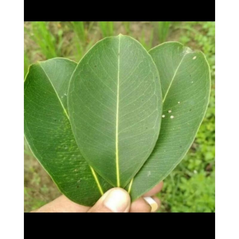 

daun juwet / daun jamblang segar 50 lembar