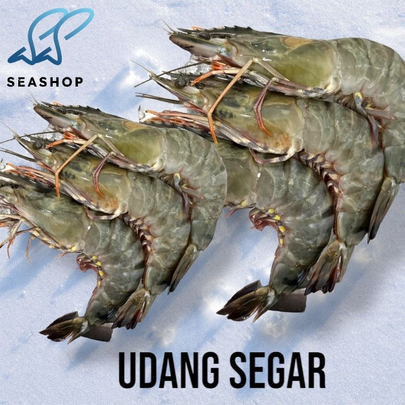 

Udang Pacet Segar - Fresh Blacktiger Prawns - Udang Windu
