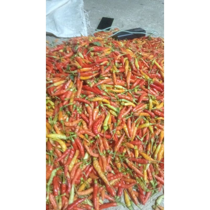 

Cabe rawit Merah cakra