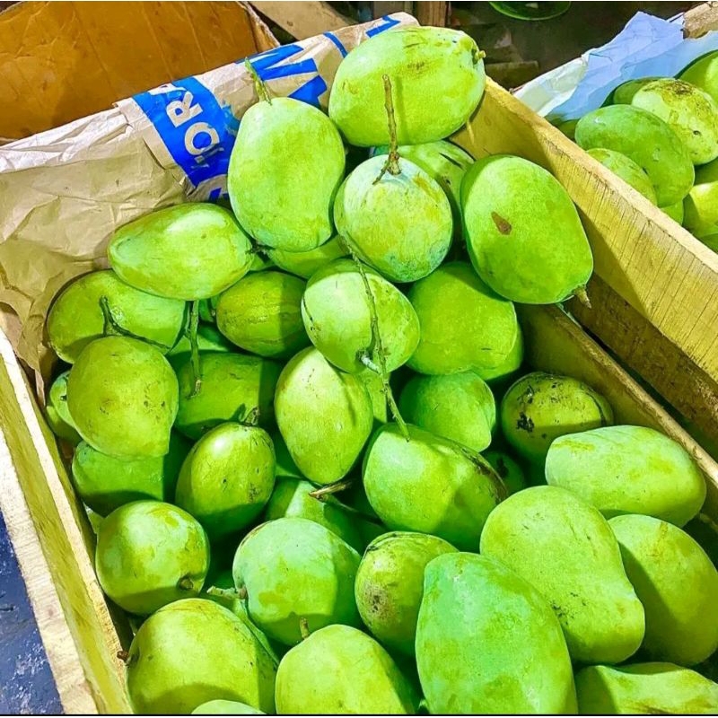 

Mangga muda apel,mangga rujak,mangga TO,mangga telor