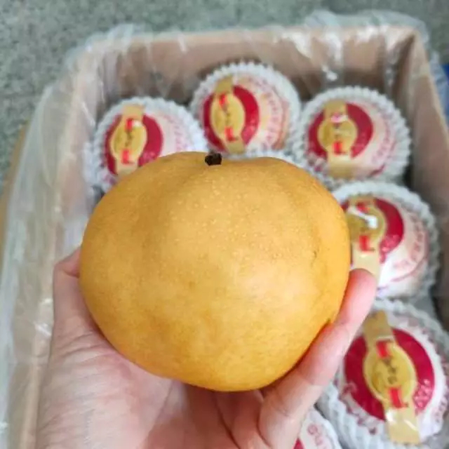 

Buah Pir Singo Pear 1 Buah