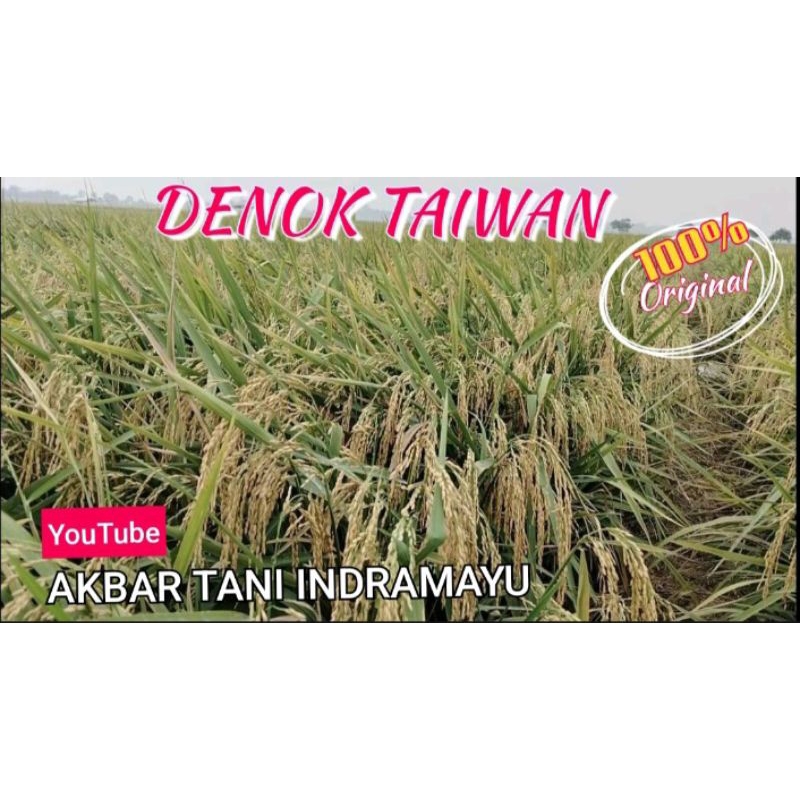 BIBIT PADI DENOK TAIWAN 5kg