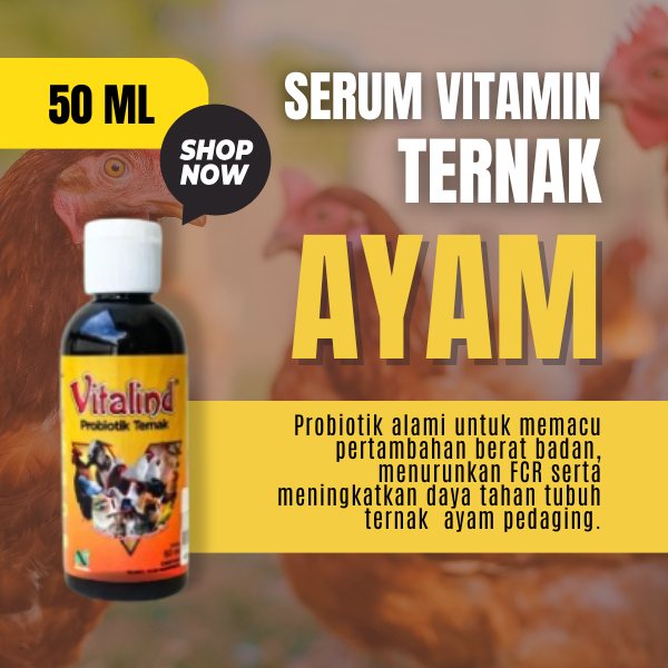 Vitamin ayam pedaging vitamin ayam  vitamin ayam bangkok biar ganas  vitamin ayam kampung  vitamin a