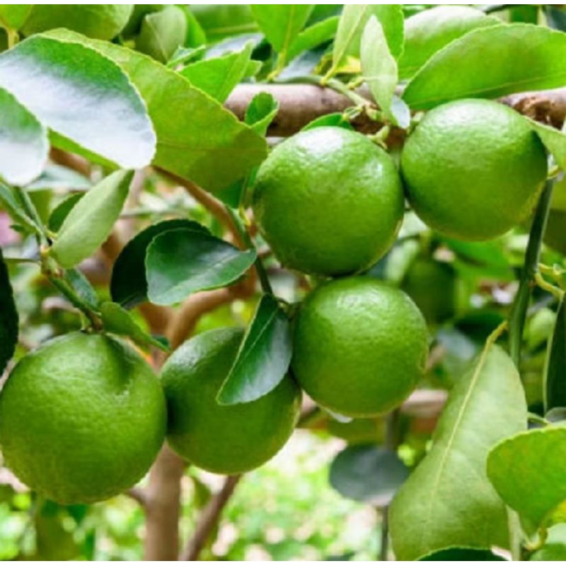 POHON BUAH JERUK NIPIS SUDAH OKULASI / TANAMAN BUAH JERUK NIPIS