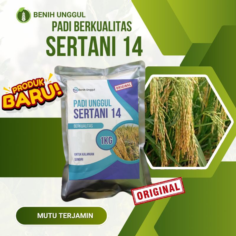Beenih Padi Unggul SERTANI 14 padi genjah Berkualitas tinggi Benih padi unggul