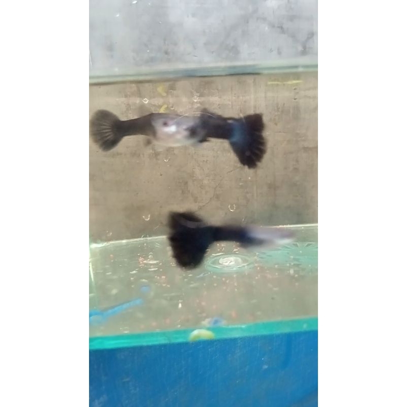 guppy hb blue diamond