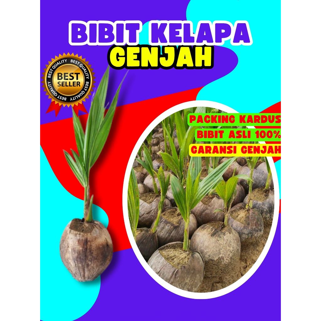 CEPAT BERBUAH.. Bibit Buah Kelapa Tua Bulat, Bibit Buah Kelapa Tua Utuh, Bibit Buah Kelapa Tua Kupas
