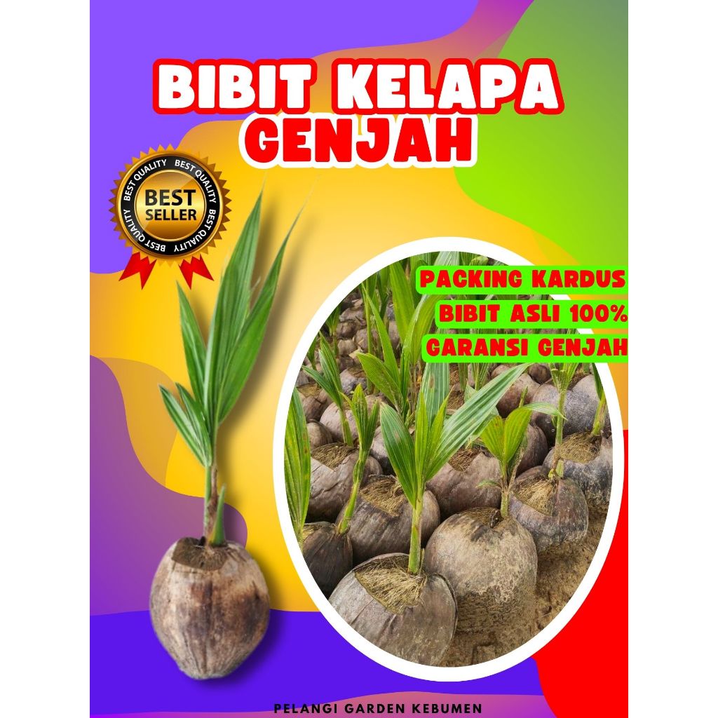BIBIT UNGGUL.. Pohon Kelapa Genjah Pendek, Pohon Kelapa Genjah Entok, Pohon Kelapa Genjah Entok Supe