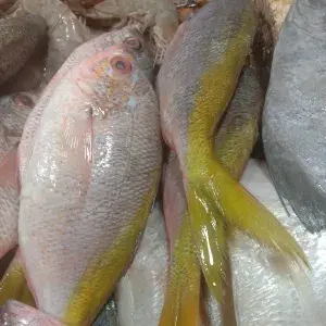 

ikan ekor kuning segar 500g