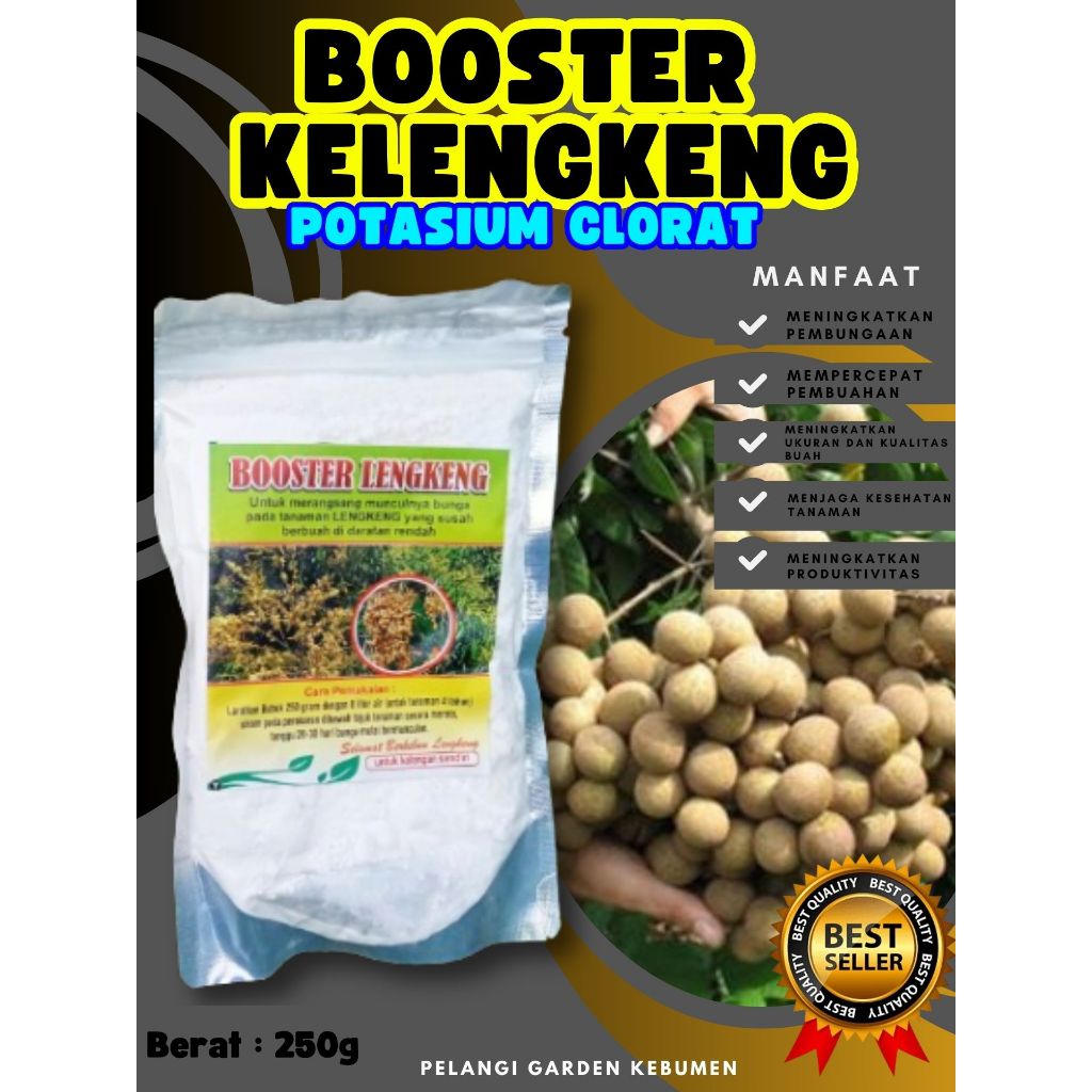 BEBAS JAMUR  Boster Kelengkeng Cangkok, Boster Kelengkeng Cangkok Batang Besar Berbuah, Boster Kelen
