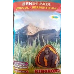 benih padi ciherang kingkong