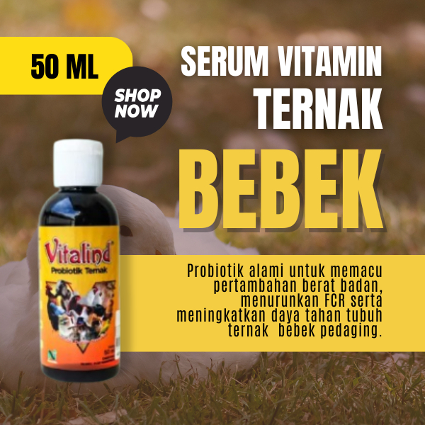 Vitamin ternak bebek pedaging vitamin bebek petelur  vitamin bebek agar cepat bertelur  vitamin bebe