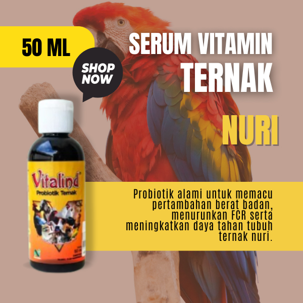 Vitamin burung nuri vitamin burung nuri papua  vitamin burung nuri bayan  vitamin burung nuri sepasa