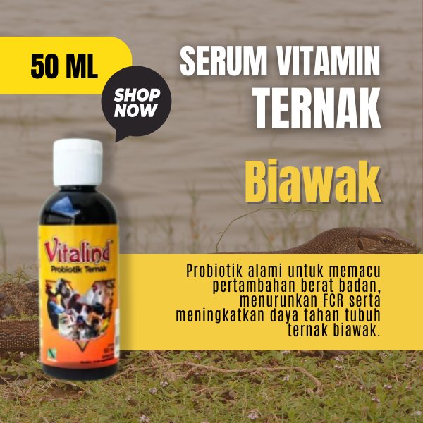 Vitamin hewan biawak kecil vitamin biawak kecil  vitamin biawak besar  vitamin biawak  vitamin biawa
