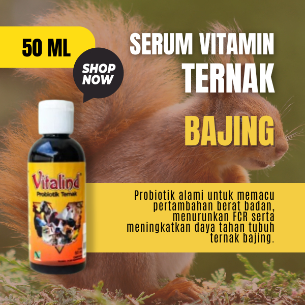 Vitamin hewan bajing vitamin bajing  vitamin bajing dan tupai  vitamin bajing kelapa  vitamin bajing