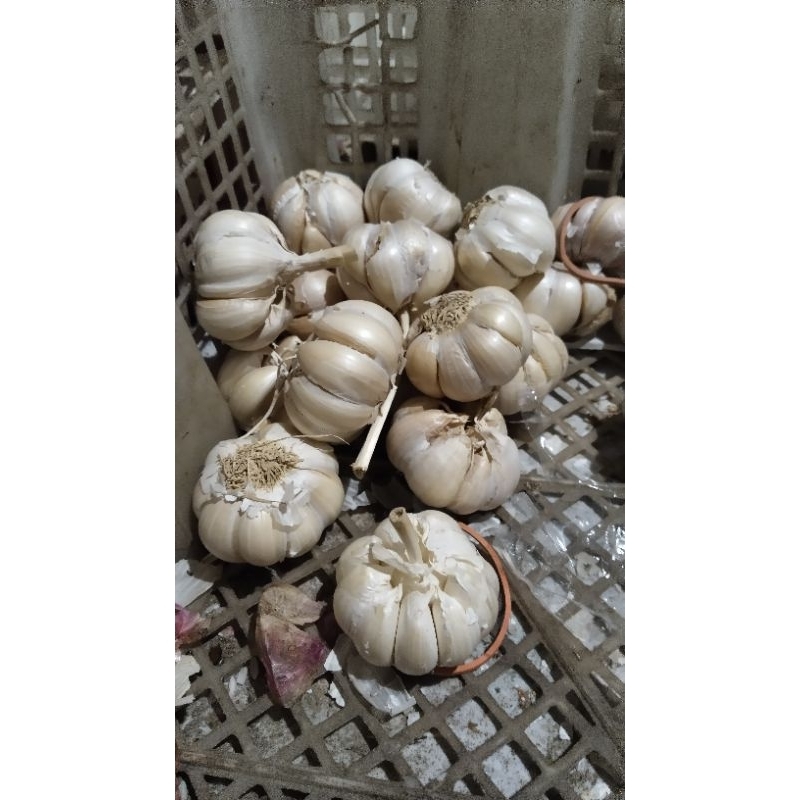 

bawang putih per 1kg
