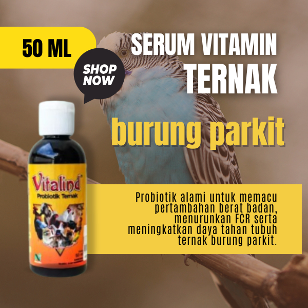 Vitamin burung parkit itamin burung parkit rosella vitamin burung parkit lantai kayu vitamin burung 