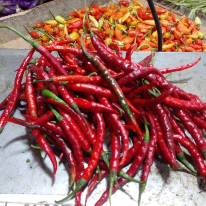 

cabe merah keriting