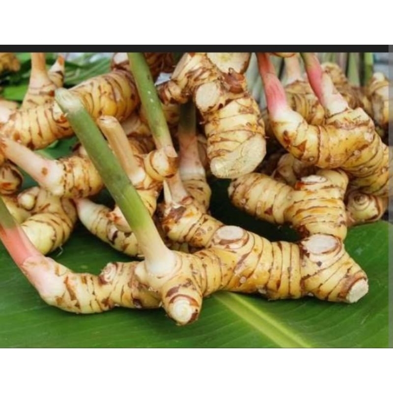 

lengkuas segar.lengkuas rempah.lengkuas murah