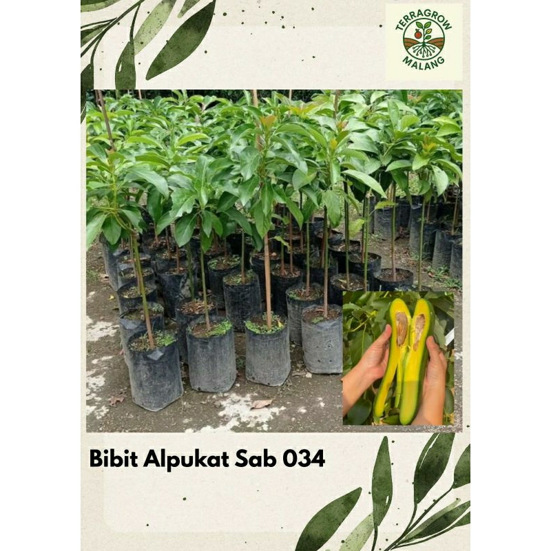 Bibit Alpukat SAB 034