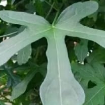 

Daun gedi segar/ daun mustzab 500gr